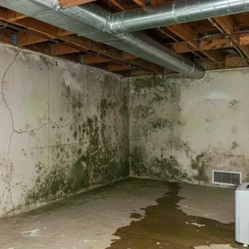 Professional Mold Removal in Saint Matthews, KY